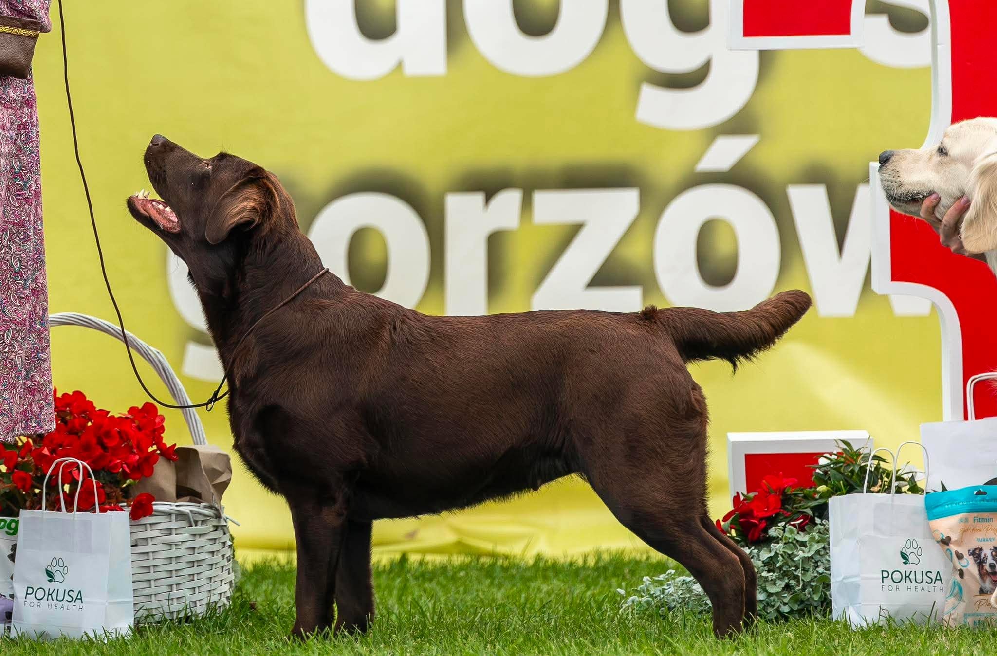 23 mdr
CAC og BIS-2 Brugshund international udstilling Polen